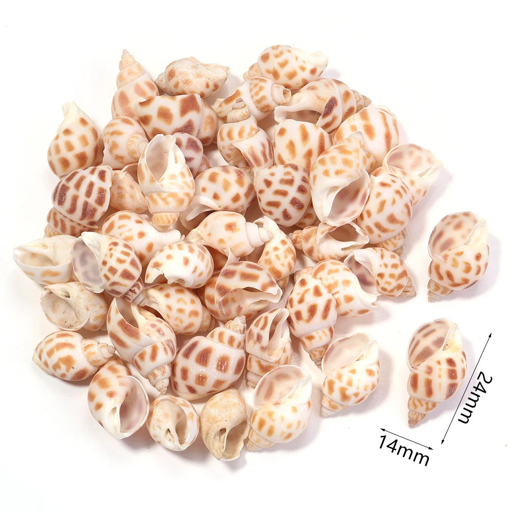 40g AQUARIUM SNAIL SHELLS (ZA04)