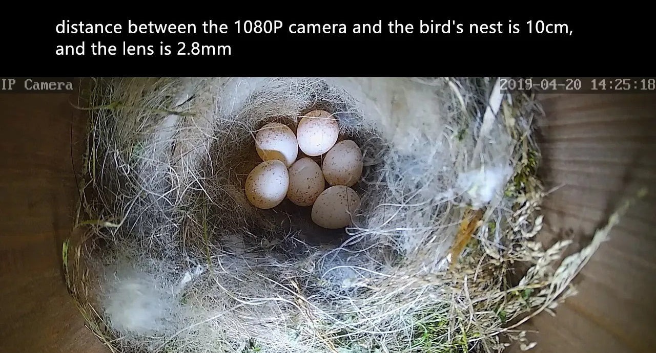 WIFI BIRD BOX CAMERA - NIGHT VISION NATURE CAM