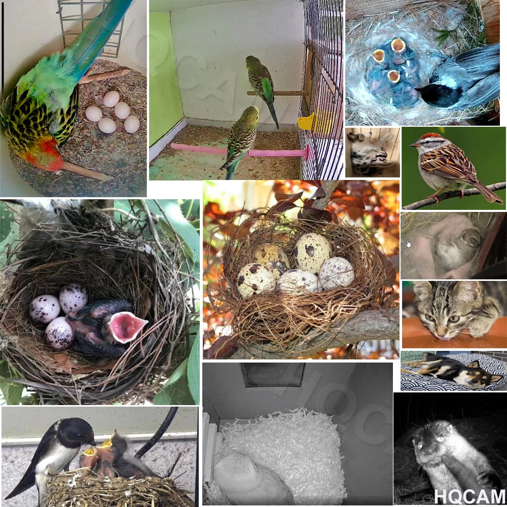 WIFI BIRD BOX CAMERA - NIGHT VISION NATURE CAM